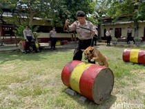Mengenal Unit Satwa K-9 Polda Jatim yang Bantu Bongkar Kasus Mulitasi