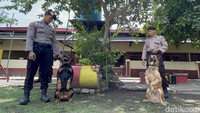 Mereka juga memiliki 31 anjing jenis berbeda yakni Labrador, Roytweiler, Dobermen, Bergi dan Melonis.