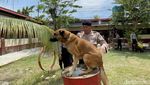 Mengenal Unit Satwa K-9 Polda Jatim yang Bantu Bongkar Kasus Mulitasi