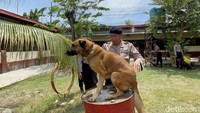 Unit Pol Satwa K-9 Ditsamapta Polda Jatim memiliki 29 peronel.