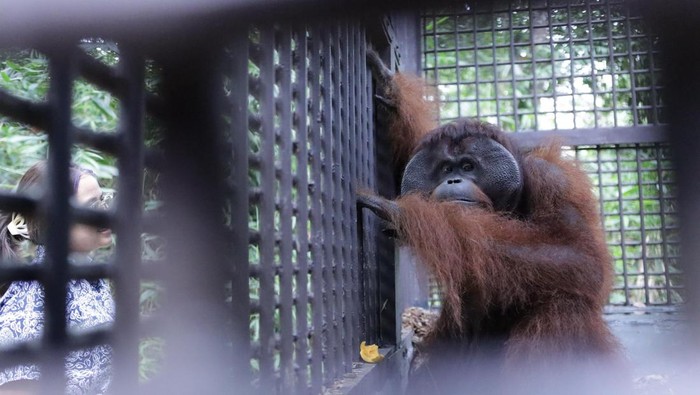 Salah satu orang utan yang berhasil diselamatkan dan di tempatkan di PSO Arsari, PPU.