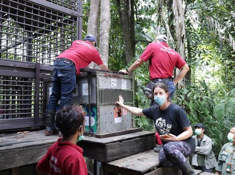 Salah satu orang utan yang berhasil diselamatkan dan di tempatkan di PSO Arsari, PPU.