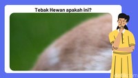 Kali ini lebih menantang. Hanya potongan foto close-up bulu hewan. Kira-kira hewan apa ini. Foto: Aida Adha Siregar/detikHealth