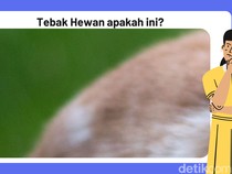 Asah Otak, Seberapa Cepat Bisa Tebak Gambar Ini?