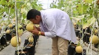 SGH yang menjadi pusat budidaya melon modern ini berdiri di atas lahan seluas 200 meter persegi. Keberadaannya menjadi salah satu inovasi pertanian perkotaan yang bisa menjadi contoh penerapan teknologi dalam sektor agrikultur.