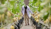 Saat ini, lebih dari 300 polybag berisi pohon buah melon varietas pertiwi ditanam di dalam green house. Perawatan dilakukan secara intensif agar pertumbuhan buah tetap optimal hingga panen tiba.