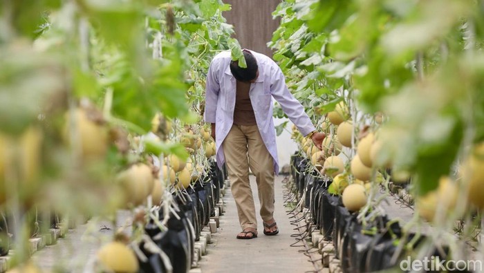 Teknologi IoT Dorong Budidaya Melon Modern di Ragunan Petugas melakukan pengecekan rutin terhadap tanaman melon inthanon di Agro Edukasi Wisata (AEW) Ragunan, Pasar Minggu, Jakarta Selatan, Selasa (9/9/2025). Dari lahan ini, pembudidayaan melon dapat menghasilkan sekitar tiga kuintal buah setiap kali masa panen dengan durasi 70 hingga 90 hari.