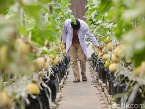 Industri Agro Cetak Investasi Rp 85 T Semester I, Serap 9,8 Juta Tenaga Kerja