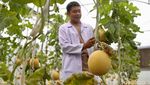 Teknologi IoT Dorong Budidaya Melon Modern di Ragunan