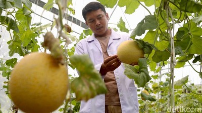 Teknologi IoT Dorong Budidaya Melon Modern di Ragunan