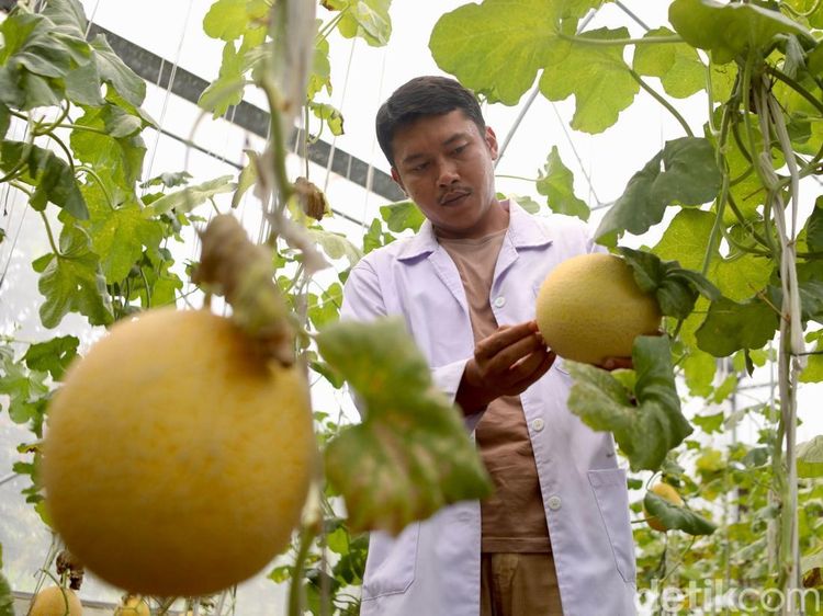 Teknologi IoT Dorong Budidaya Melon Modern di Ragunan