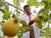Teknologi IoT Dorong Budidaya Melon Modern di Ragunan