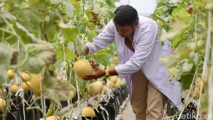Petugas melakukan pengecekan rutin terhadap tanaman melon inthanon di Agro Edukasi Wisata (AEW) Ragunan, Pasar Minggu, Jakarta Selatan, Selasa (9/9/2025). Dari lahan ini, pembudidayaan melon dapat menghasilkan sekitar tiga kuintal buah setiap kali masa panen dengan durasi 70 hingga 90 hari.