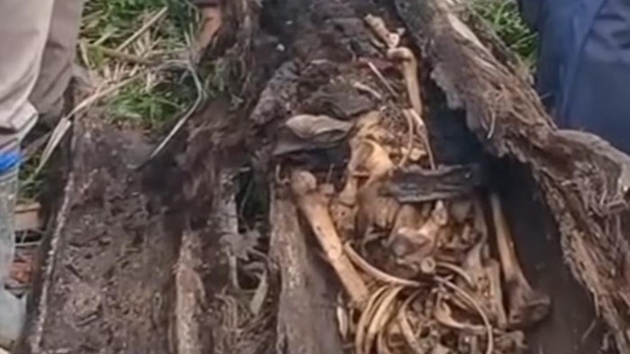 Teks foto: Kerangka manusia ditemukan di dalam pohon di Sergai. (Foto: Istimewa)