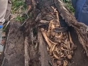 Kronologi Warga Temukan Kerangka Manusia Dalam Pohon di Sergai