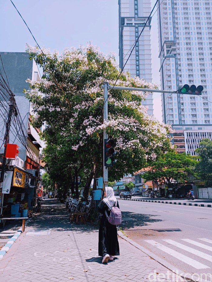 Warga berfoto dengan spot tabebuya di Surabaya. Warga berfoto dengan spot tabebuya di Surabaya.