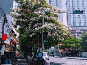 Jepret Cantik, Ini Spot Foto Tabebuya di Surabaya