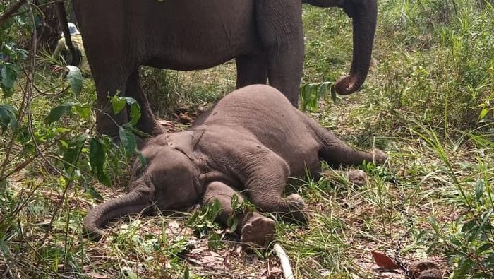 Anak gajah di Tesso Nilo bernama Tari ditemukan mati pada Rabu (10/9/2025) pagi.