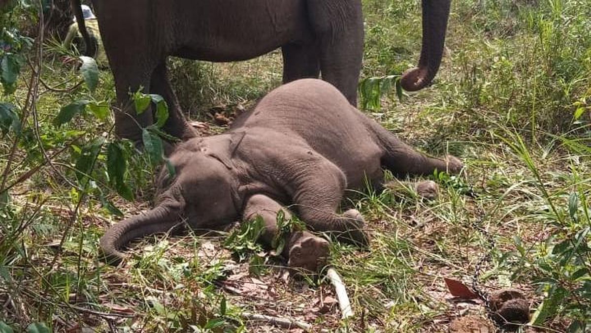 Penyebab Kematian Anak Gajah Tari di TNTN Riau Terungkap: Akibat Virus EEHV