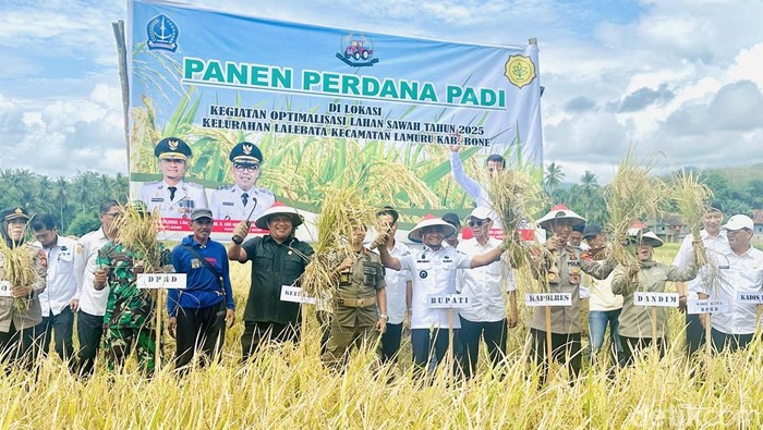 Bupati Bone Andi Asman Sulaiman melakukan panen raya padi di Kelurahan Lalebata, Kecamatan Lamuru. Bupati Bone Andi Asman Sulaiman melakukan panen raya padi di Kelurahan Lalebata, Kecamatan Lamuru.