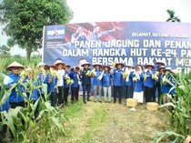 Demokrat Riau Rayakan Hari Jadi Ke-24 dan HUT SBY Bersama Petani Jagung