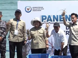 Video: Momen Gibran Panen Lobster Bareng Titiek Soeharto-Trenggono