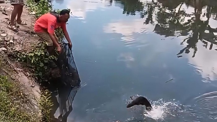 Warga saat mendapatkan ikan aligator di Sungai Belik, Pandes I, Wonokromo, Pleret, Bantul.