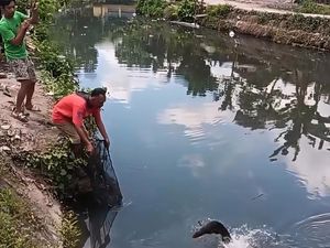 Heboh Warga Bantul Mancing Nemu Aligator