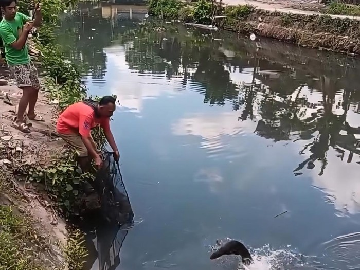Warga saat mendapatkan ikan aligator di Sungai Belik, Pandes I, Wonokromo, Pleret, Bantul.