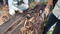 Batang pohon tersebut terjatuh ke tanah. Belakangan, saat pohon tersebut terbelah dan ditemukan kerangka di dalam pohon tersebut. (Dok. Polres Sergai)
