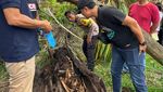 Potret Kerangka Manusia Dalam Pohon Aren di Sergai