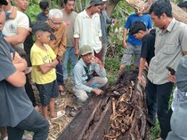 Ada Baju hingga HP Bersama Kerangka Manusia Dalam Pohon di Sumut