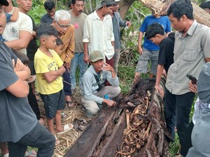 Misteri Kerangka Manusia Dalam Pohon di Sergai Mulai Terpecahkan