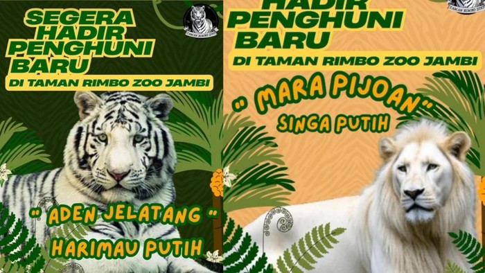 Koleksi baru Taman Rimba Zoo Jambi
