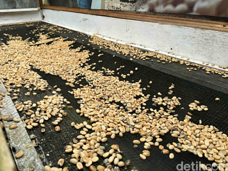 Kopi Luwak Cikole Halal