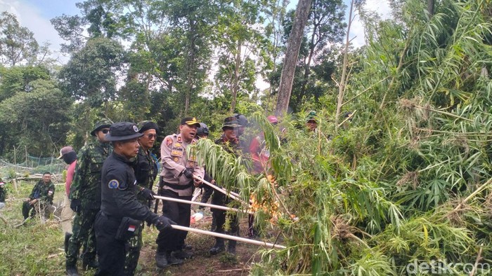 Pemusnahan ladang ganja di Aceh Besar. (Foto: Agus Setyadi/detikSumut).