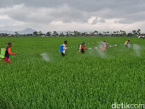 Lawan Serangan Wereng, Tulungagung Gelar Semprot Massal Padi