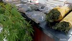 Polisi Bongkar Ladang Ganja di Blitar