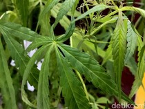 Video: Fakta Baru soal Temuan Ladang Ganja di Blitar dari Perusuh