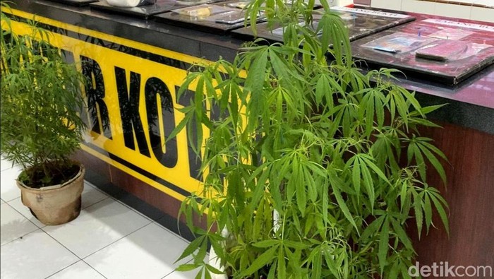 Polres Blitar Kota rilis kasus ladang ganja
