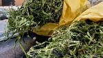 Polisi Bongkar Ladang Ganja di Blitar
