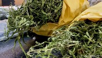 SA menjual ganja dengan harga bervariasi. Pohon ganja dijual dengan mulai dari Rp 300 ribu per pohon. Sementara ganja kering siap pakai dijual dengan harga Rp 5 juta per kilogram.