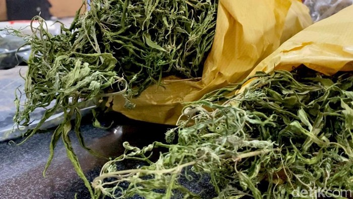 Polres Blitar Kota rilis kasus ladang ganja
