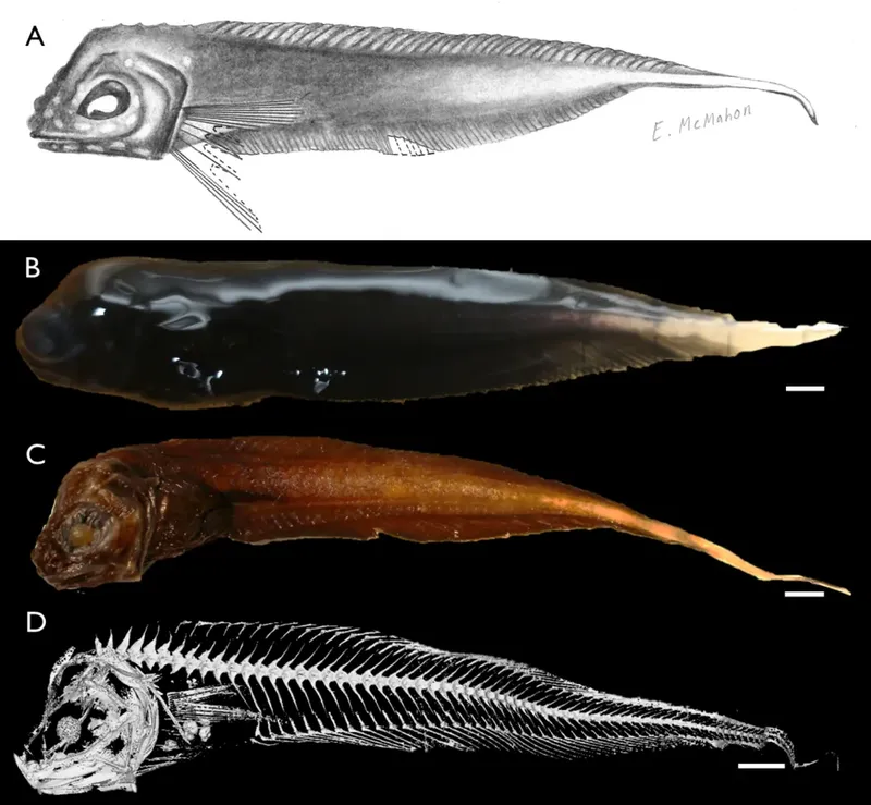 Spesies baru