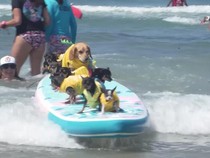 Video: Unik! Ada Lomba Surfing Khusus Anjing di California