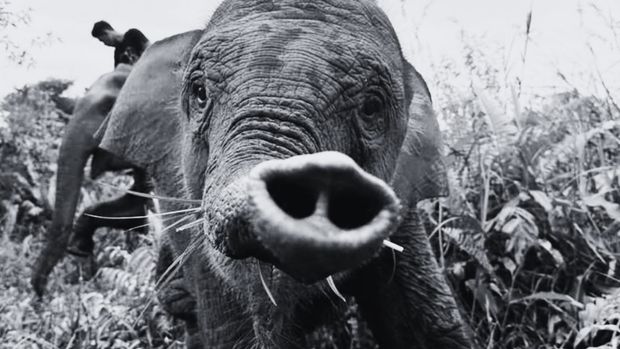 Gajah tari mati pada Rabu (10/9/2025) di Taman Nasional Tesso Nilo, Riau