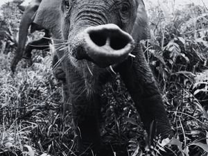 Kesedihan Induk Gajah Tari yang Mati Mendadak di Tesso Nilo