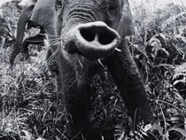 Video Terungkap Penyebab Kematian Gajah Tari: Infeksi EEHV