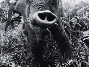 Gajah Tari Mati dengan Perut Menggembung, Warganet Berduka, Polisi Turun Tangan