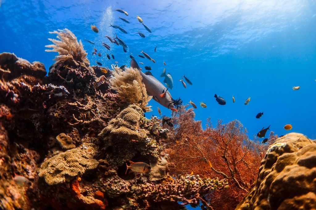 Pesona keindahan bawah laut di Raja Ampat. Pesona keindahan bawah laut di Raja Ampat. (Dok. Kemenparekraf)